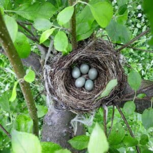 Photo Nest Thermostat