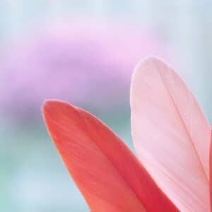 Photo Feather duster