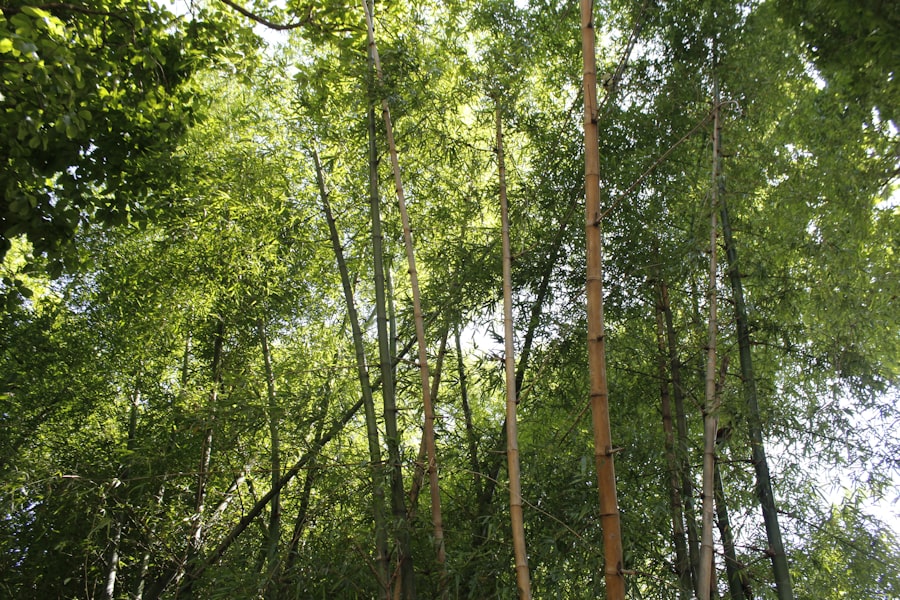 Trekking Pole Systems Carbon