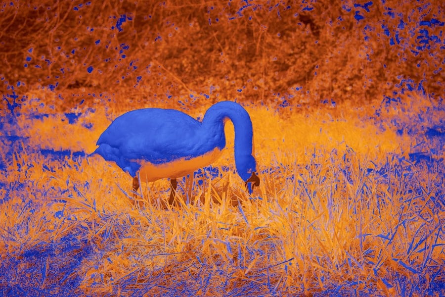Thermal Imaging Scopes Hunting Approval
