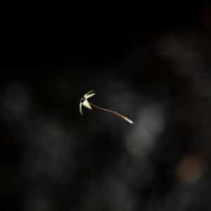 Photo Carbon-fiber Shooting Tripods