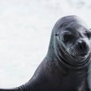 Photo Gauze-Chest Seals