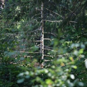 Photo Climbing-ladder Tree Stands
