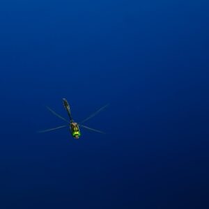 Photo Crossbow Bipods-monopods