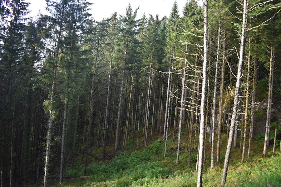 Photo Trekking Pole Systems Carbon