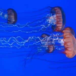 Photo Sous Vide Immersion Circulators