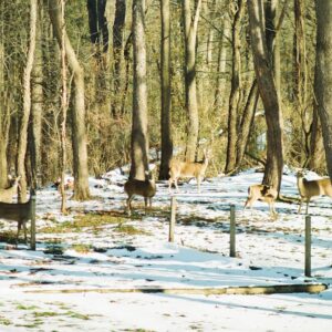 Photo Insulated Hunting Bibs