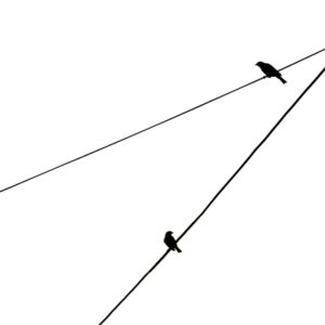 Photo Drop-away Arrow Rests