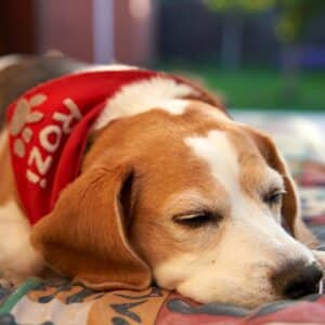 Photo Sleeping Mattress