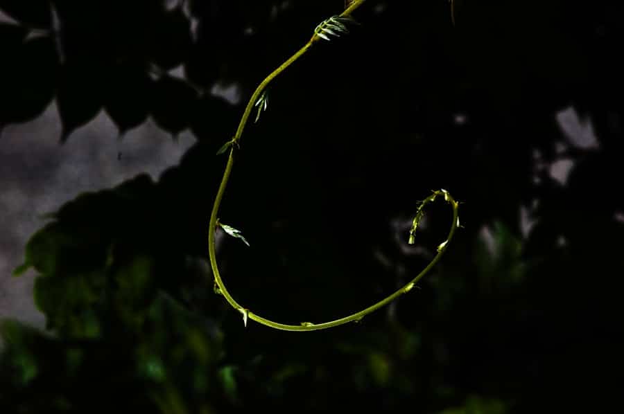 Youth Compound Bow